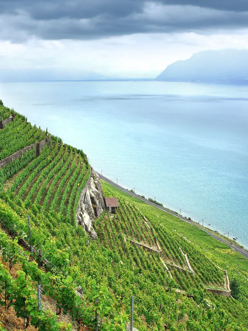 Terraced vineyards of Lavaux